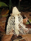 Phallus indusiatus image