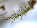 Usnea subscabrosa image