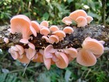 Pleurotus djamor image