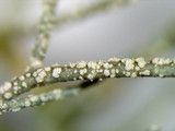 Usnea subscabrosa image