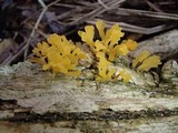 Dacryopinax spathularia image