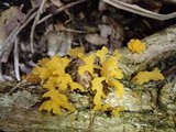 Dacryopinax spathularia image