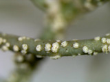 Usnea subscabrosa image