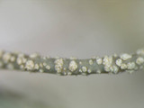 Usnea subscabrosa image