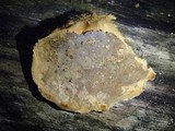 Hexagonia hydnoides image