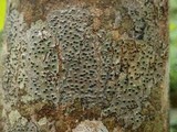 Pyrenula macrospora image