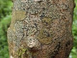 Pyrenula macrospora image