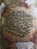 Pyrenula macrospora image