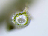 Usnea subscabrosa image