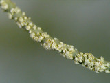 Usnea subscabrosa image