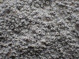 Ochrolechia parella image