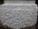 Ochrolechia parella image