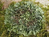 Lobaria virens image