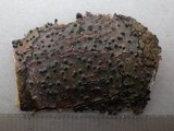 Pyrenula macrospora image