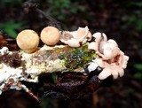 Geastrum subiculosum image