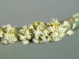 Usnea subscabrosa image