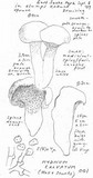 Sarcodon calvatus image