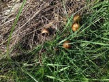 Panaeolus acuminatus image