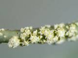 Usnea subscabrosa image