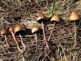 Panaeolus acuminatus image