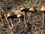 Panaeolus acuminatus image