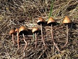 Panaeolus acuminatus image