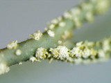 Usnea subscabrosa image