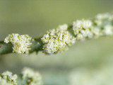 Usnea subscabrosa image