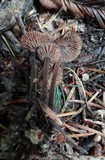 Gymnopus villosipes image