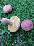 Boletus patrioticus image