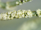 Usnea subscabrosa image