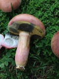 Boletus patrioticus image