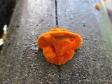 Pycnoporus sanguineus image