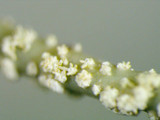 Usnea subscabrosa image