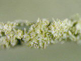 Usnea subscabrosa image