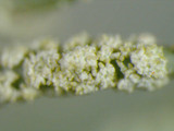 Usnea subscabrosa image