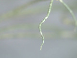 Usnea subscabrosa image