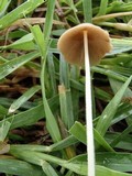Conocybe apala image