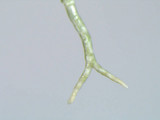 Usnea subscabrosa image