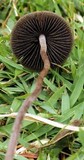 Panaeolus cinctulus image