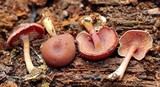 Callistosporium purpureomarginatum image