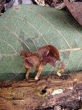 Dacryopinax elegans image