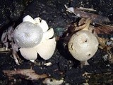 Myriostoma coliforme image