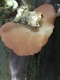 Auricularia fuscosuccinea image