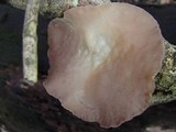 Auricularia fuscosuccinea image