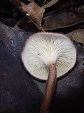 Panus neostrigosus image