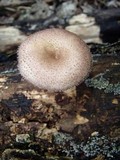 Lentinus strigosus image