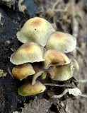 Hypholoma subviride image