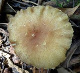 Hypholoma subviride image