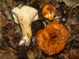 Gomphus bonarii image